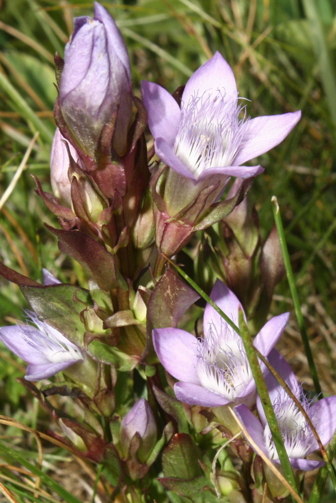 Gentianella ramosa